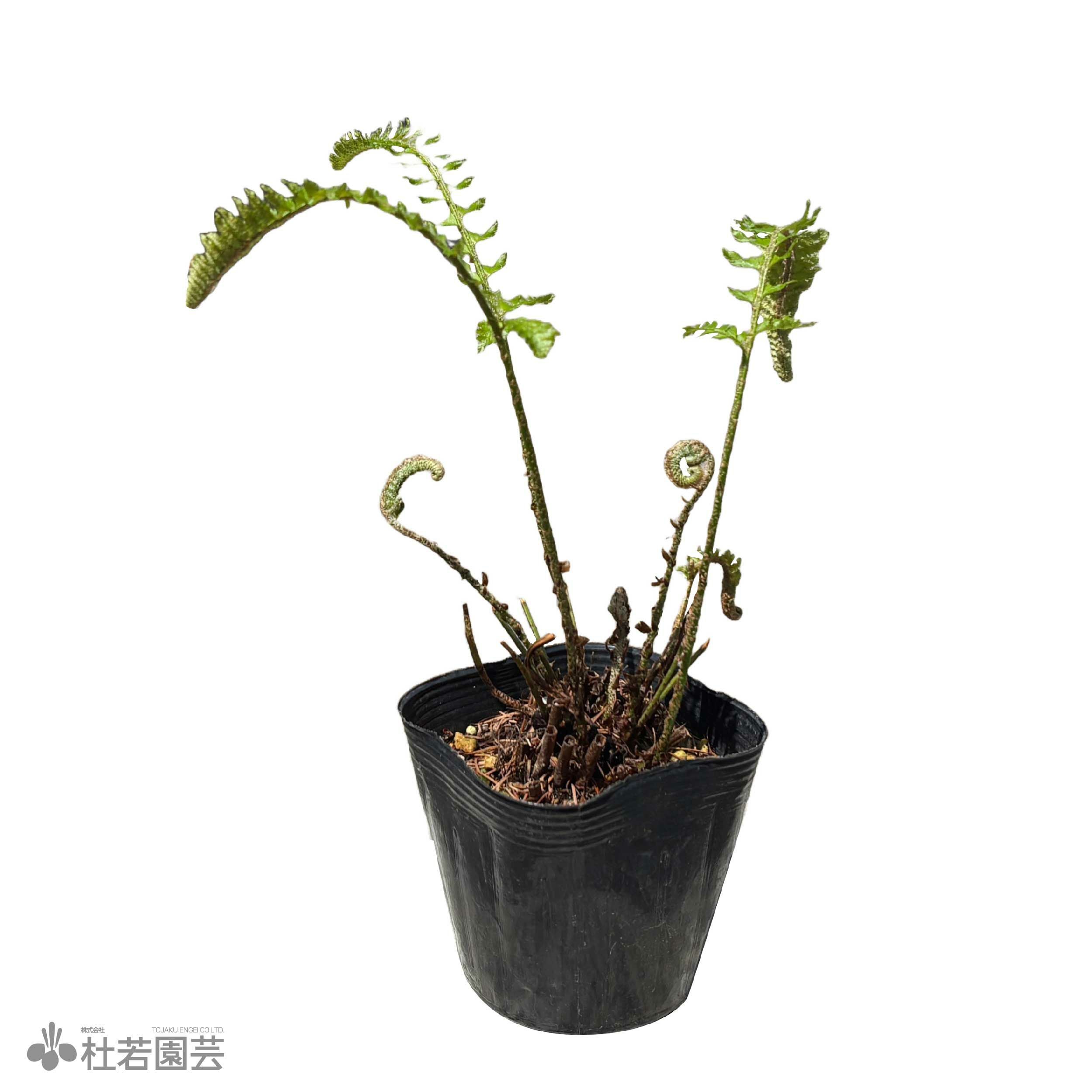 水生植物】 ザゼンソウ (座禅草) | 杜若園芸WEBショップ｜水草の生産