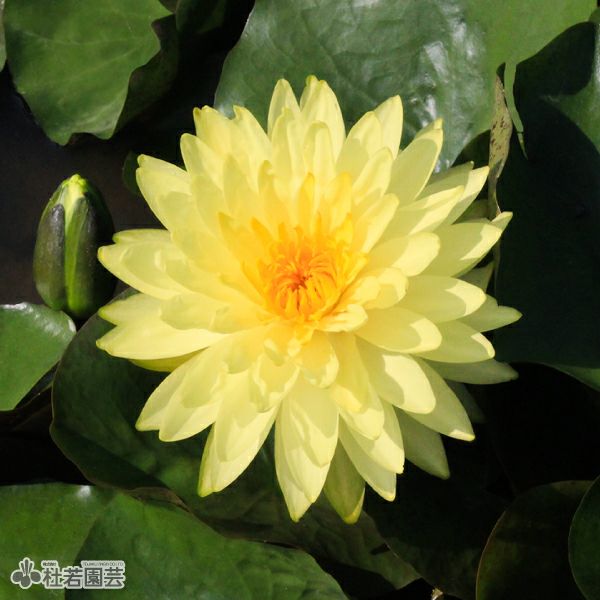 耐寒性睡蓮 ブンラクサー 温帯睡蓮 水生植物 約8cm スイレン】プッタラクサー(温帯睡蓮) 19cmカゴ | 杜若園芸WEBショップ