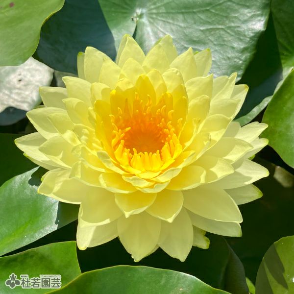 耐寒性睡蓮 ブンラクサー 温帯睡蓮 水生植物 約8cm スイレン】プッタラクサー(温帯睡蓮) 19cmカゴ | 杜若園芸WEBショップ