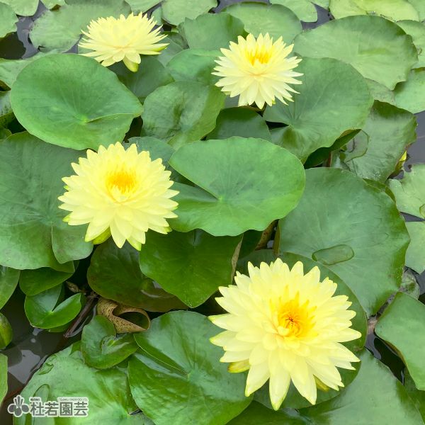 耐寒性睡蓮 ブンラクサー 温帯睡蓮 水生植物 約8cm スイレン】プッタラクサー(温帯睡蓮) 19cmカゴ | 杜若園芸WEBショップ