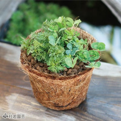 メダカ飼育用寄せ植え | 杜若園芸WEBショップ｜水草の生産販売【通販 