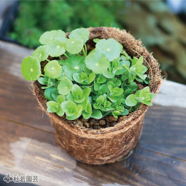 ビオトープ寄せ植え | 杜若園芸WEBショップ｜水草の生産販売【通販