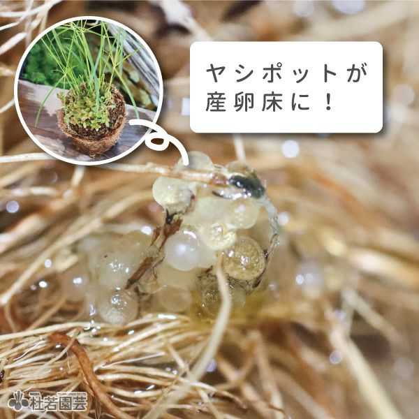 メダカの産ランランド♪(ミニシペラス＆ロタラロトンジフォリア
