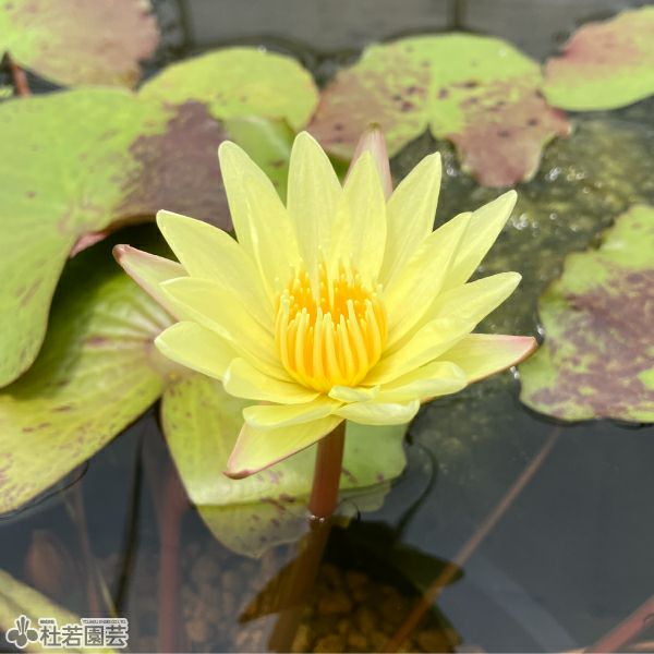 スイレン】 ステラータ(熱帯睡蓮夜咲き） 19cmカゴ | 杜若園芸WEB