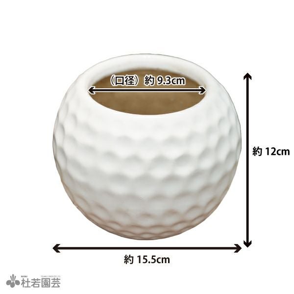 白すみひねりボウル水鉢10号 WN10-519 | 杜若園芸WEBショップ｜水草の