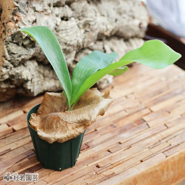 ビカクシダ(コウモリラン) ヒリーパナマ | 杜若園芸WEBショップ｜水草
