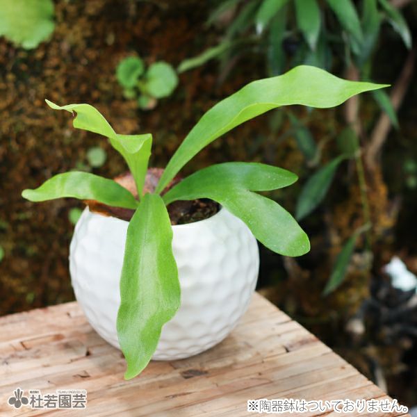 観葉植物　ヒリー　パナマ　ビカクシダ　コウモリラン ビカクシダ(コウモリラン) ヒリーパナマ | 杜若園芸WEBショップ｜水草
