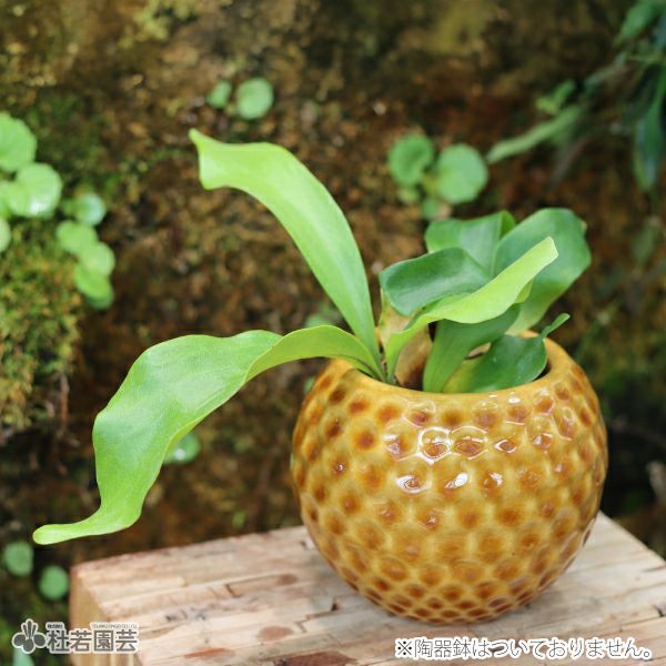 ビカクシダ(コウモリラン) ヒリーパナマ | 杜若園芸WEBショップ｜水草