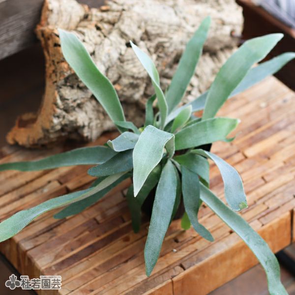 ビカクシダ(コウモリラン) ベイチー | 杜若園芸WEBショップ｜水草の