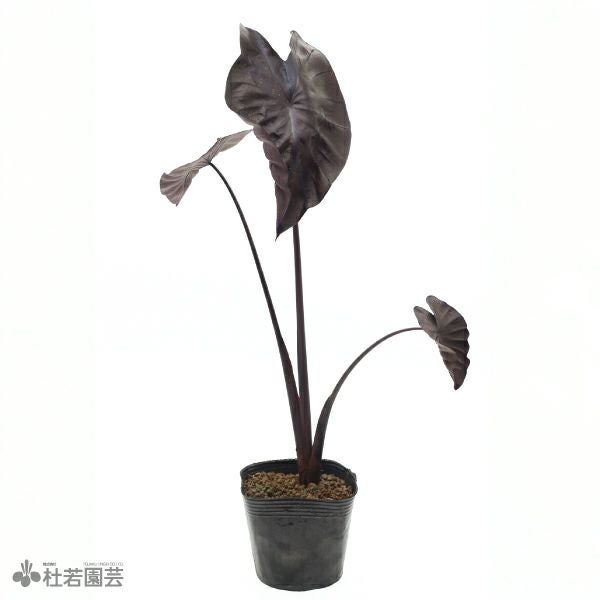 水生植物】 コロカシアブラックコーラル 12cmP | 杜若園芸WEBショップ