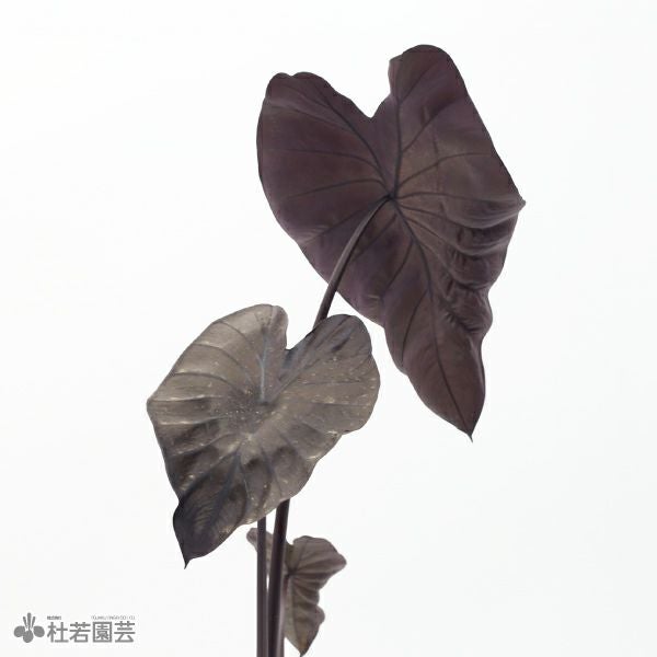 水生植物】 コロカシアブラックコーラル 12cmP | 杜若園芸WEBショップ