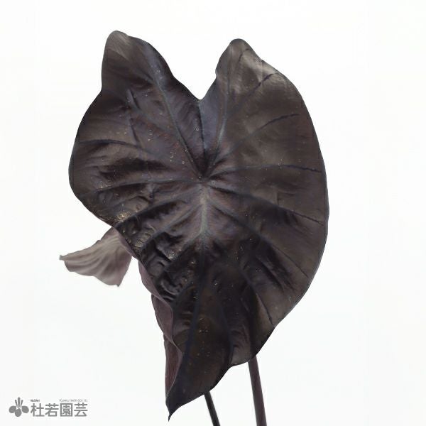 水生植物】 コロカシアブラックコーラル 12cmP | 杜若園芸WEBショップ