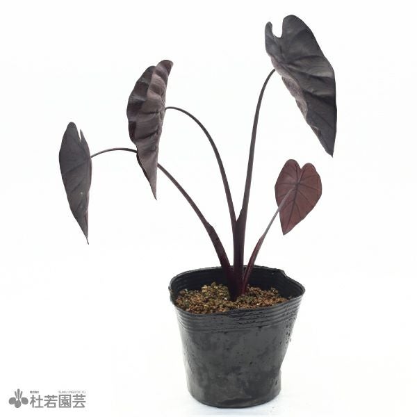 水生植物】 コロカシアミルキーウェイ 12cmP | 杜若園芸WEBショップ