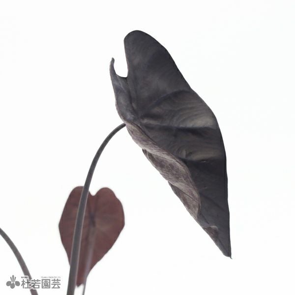 水生植物】 コロカシアブラックリップル 12cmP | 杜若園芸WEBショップ
