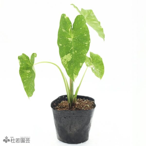 コロカシア　ミルキーウェイ　９㌢ポット　脇目あり 水生植物】 コロカシアミルキーウェイ 12cmP | 杜若園芸WEBショップ