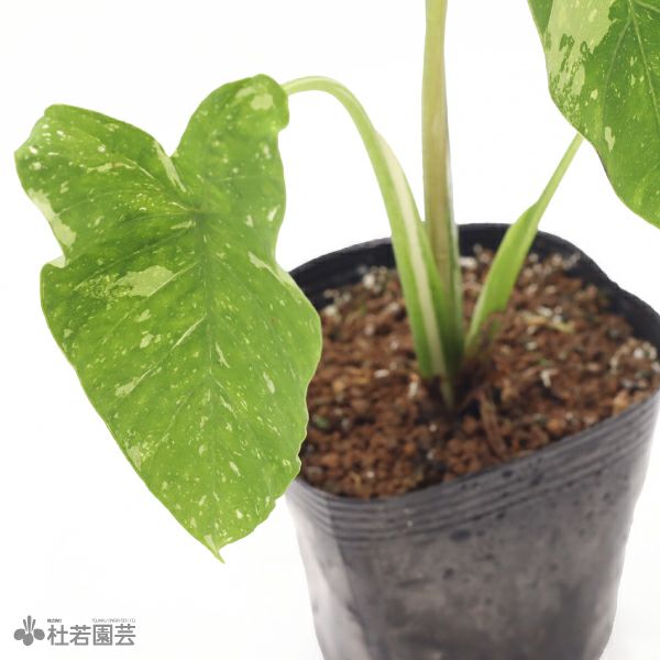 水生植物】 コロカシアミルキーウェイ 12cmP | 杜若園芸WEBショップ