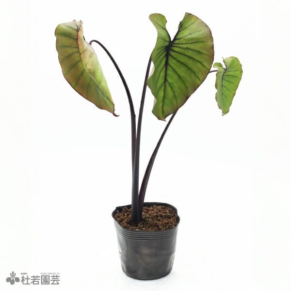 水生植物】 コロカシアファラオマスク 12cmP | 杜若園芸WEBショップ