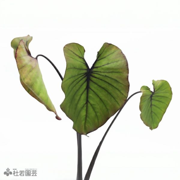 水生植物】 コロカシアファラオマスク 12cmP | 杜若園芸WEBショップ