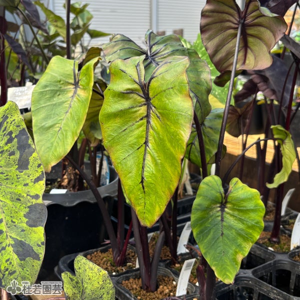 水生植物】 コロカシアファラオマスク 12cmP | 杜若園芸WEBショップ