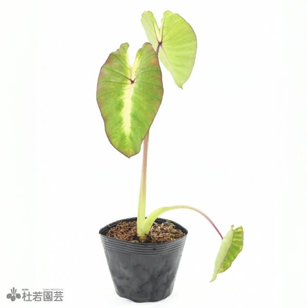 ビカクシダ(コウモリラン) ヒリーパナマ | 杜若園芸WEBショップ｜水草