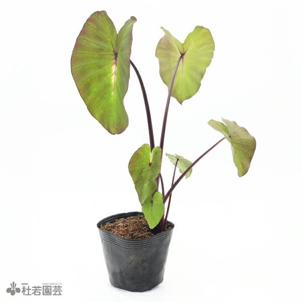 水生植物】 コロカシアブラックサファイア 12cmP | 杜若園芸WEB