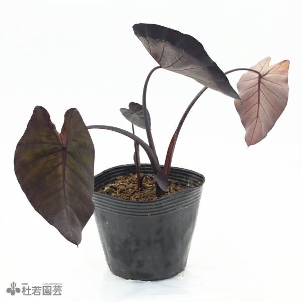 水生植物】 コロカシアブラックコーラル 12cmP | 杜若園芸WEBショップ