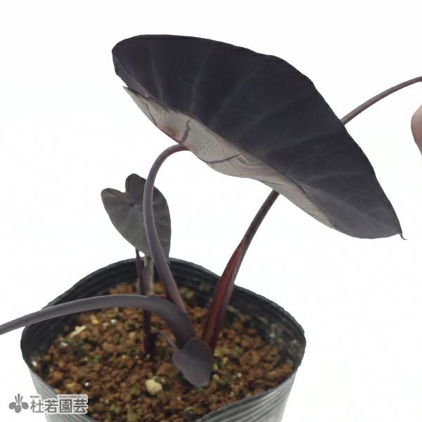 水生植物】 コロカシアトロピックストーム 12cmP | 杜若園芸WEB
