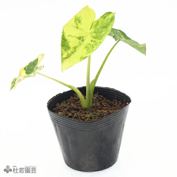 水生植物】 コロカシアブラックサファイア 12cmP | 杜若園芸WEB 水生植物】 コロカシアブラックサファイア 12cmP | 杜若園芸WEB