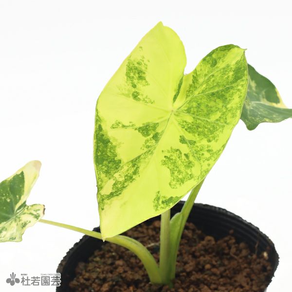 激レア コロカシア グリーンライト 子株 水生植物】 コロカシアイエロースプラッシュ 12cmP | 杜若園芸WEB
