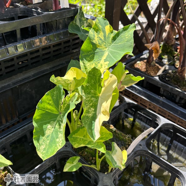 水生植物】 コロカシアイエロースプラッシュ 12cmP | 杜若園芸WEB