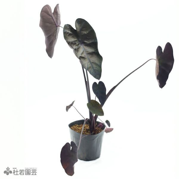 観葉植物/希少/コロカシア ブラックサファイア ゲッコー/40cm コロカシア ブラックサファイア ゲッコー - メルカリ