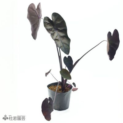 水生植物】 コロカシアブラックサファイア 12cmP | 杜若園芸WEB 
