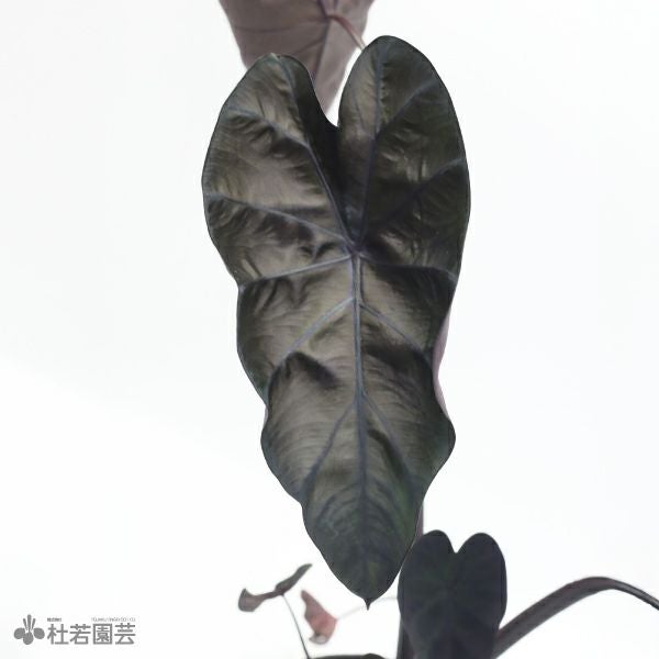水生植物】 コロカシアブラックサファイア 12cmP | 杜若園芸WEB 水生植物】 コロカシアブラックサファイア 12cmP | 杜若園芸WEB