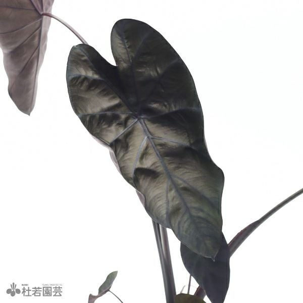 水生植物】 コロカシアブラックサファイア 12cmP | 杜若園芸WEB