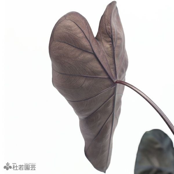 観葉植物/希少/コロカシア ブラックサファイア ゲッコー/40cm コロカシア ブラックサファイア ゲッコー - メルカリ