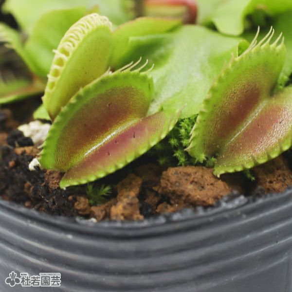 食虫植物】 ハエトリソウ ゴールドカップ #14 6cmP | 杜若園芸WEB