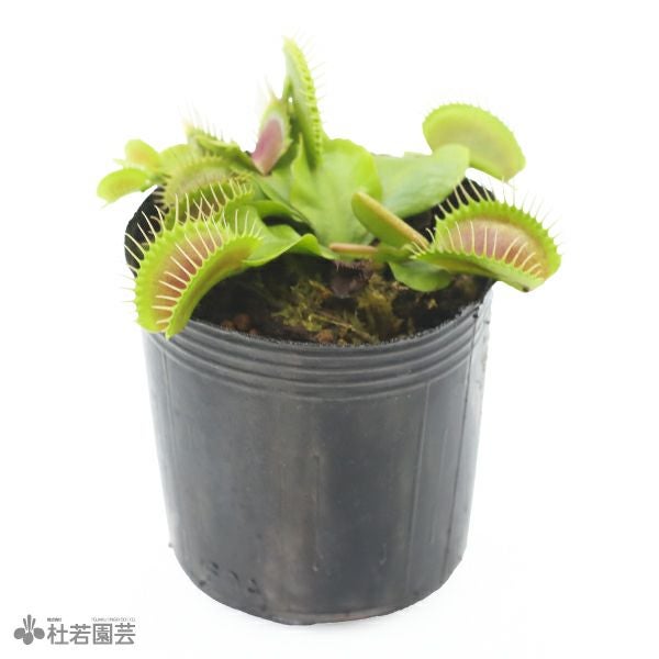 食虫植物】 ハエトリソウ ジャイアントトラップ 6cmP | 杜若園芸WEB