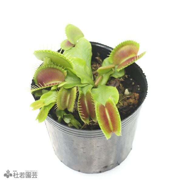 食虫植物】 ハエトリソウ ジャイアントトラップ 6cmP | 杜若園芸WEB