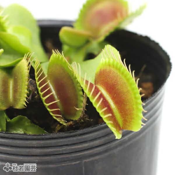 食虫植物】 ハエトリソウ ジャイアントトラップ 6cmP | 杜若園芸WEB