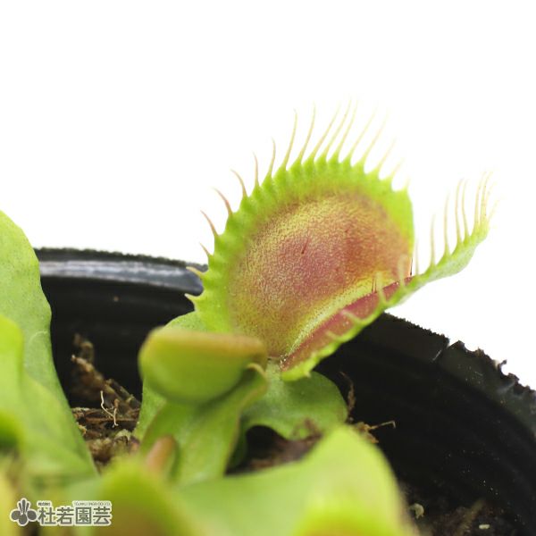 食虫植物】 ハエトリソウ ジャイアントトラップ 6cmP | 杜若園芸WEB