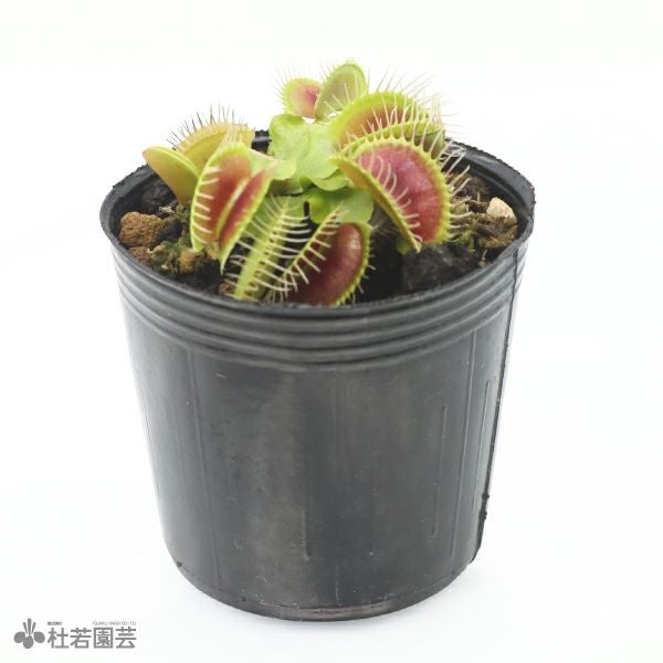 000000004402-01.jpg?size=l&w=