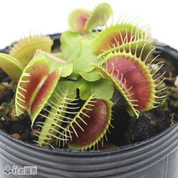 食虫植物】 ハエトリソウ ビッグマウス 6cmP | 杜若園芸WEBショップ