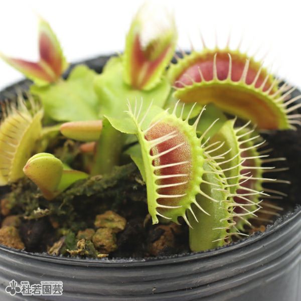 食虫植物】 ハエトリソウ ビッグマウス 6cmP | 杜若園芸WEBショップ