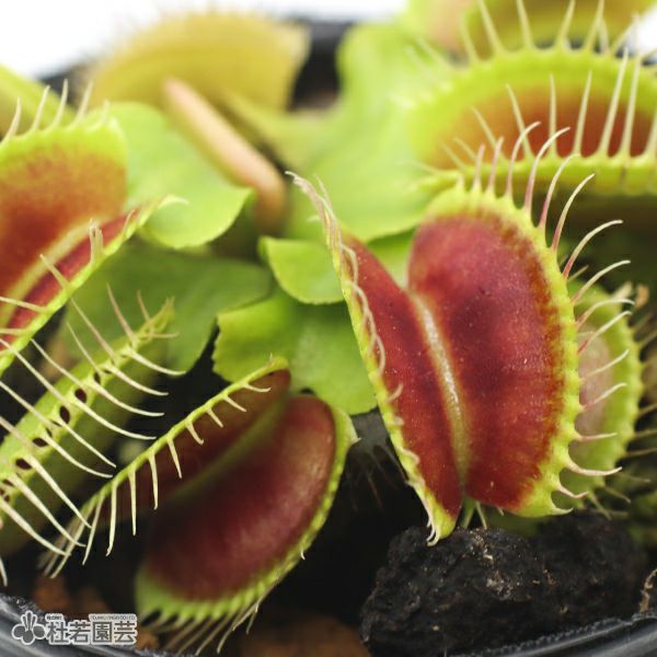 食虫植物】 ハエトリソウ ビッグマウス 6cmP | 杜若園芸WEBショップ