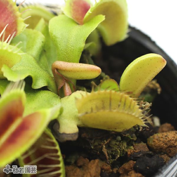 食虫植物】 ハエトリソウ ビッグマウス 6cmP | 杜若園芸WEBショップ