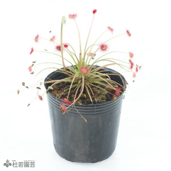 食虫植物 | 杜若園芸WEBショップ｜水草の生産販売【通販ショップ】