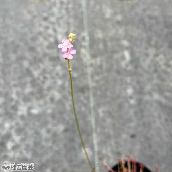 食虫植物】 モウセンゴケ パラドクサ 6cmP | 杜若園芸WEBショップ