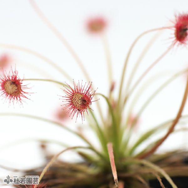 食虫植物】 モウセンゴケ パラドクサ 6cmP | 杜若園芸WEBショップ
