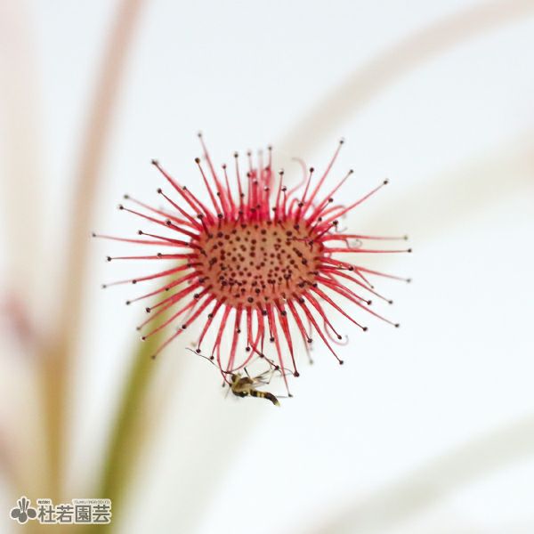 食虫植物】 モウセンゴケ パラドクサ 6cmP | 杜若園芸WEBショップ