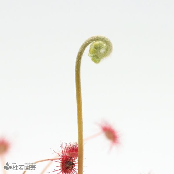食虫植物】 モウセンゴケ パラドクサ 6cmP | 杜若園芸WEBショップ